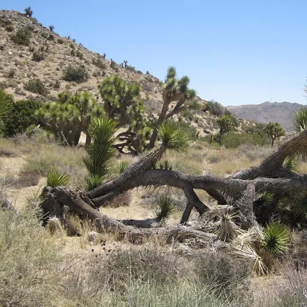 Image 8 - Yucca Valley, CA - House for rent