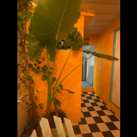 Image 4 - Green house Getsemani, Calle del Pozo 27-12, Getsemaní, 130001 Cartagena, BOL, Colombia - House for rent
