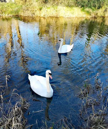 Rent this 1 bed house on Clondalkin in Clondalkin-Monastery DED 1986, IE